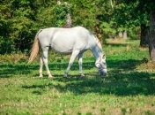 24 августа посвящали уходу за домашними животными