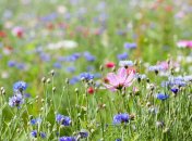 26 июня. Приметы дня