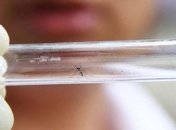 Профилактические меры и лечения вируса Зика