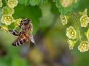 День Зосимы: народные приметы и запреты 2 июля