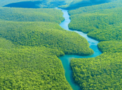 Площадь амазонских лесов - 6 млн кв км.