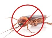 Простой способ прогнать насекомых из дома