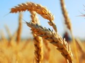 Азаров: Украина экспортировала более 23 млн тонн зерна