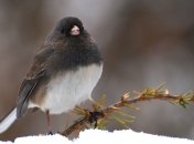 Прогноз погоды в Украине на сегодня: незначительно похолодает