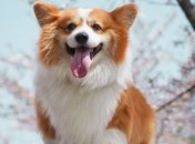 Прорыв в исследованиях: собаки могут распознавать коронавирус 