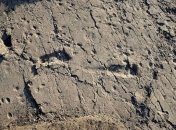 Палеонтологи обнаружили свидетельства существования древнего "Чубакки"