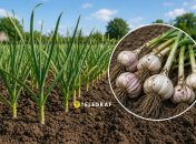 Озимый чеснок на грядке