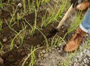 Узнайте, какие соседи по грядке должны буть у лука