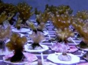 Найдены уникальные гены иммунитета у кораллов