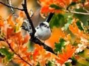 Прогноз погоды на 15 октября: на юге и западе страны - дожди