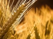 Цены на зерно в мире подскочили из-за запрета украинского экспорта