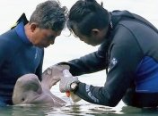 От проглатывания пластиковых отходов умер всемирно известный дюгонь Мириам