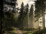 2,6 га леса в Сухолучье перешло обратно в государственную собственность