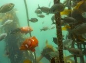 Из-за глобального потепления мировой океан изменит свой цвет