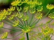 Особливо зелень потребує поливу