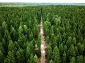 Дерева повинні були б садити десятками кожну годину, щоб посадити мільярд за три роки