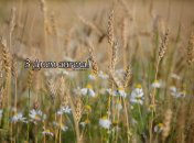 Разобрались, кого поздравляем с Днем ангела 11 августа