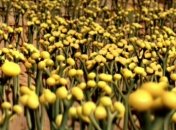 Ученые отнесли выход растений на сушу на 500 млн лет назад