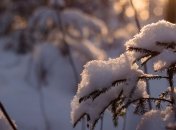 Прогноз погоды в Украине на сегодня: ожидают морозы