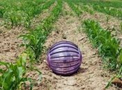 Создан робот, который поможет сельскому хозяйству