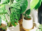 Этому растению для выживания требуется очень мало воды и света