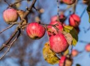 Урожай овощей и фруктов под угрозой из-за заморозков - синоптики