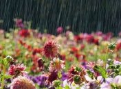 Прогноз погоды в Украине 15 июля: без осадков, местами грозовые дожди