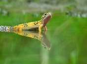 Ученые назвали еще одну интересную особенность гекконов