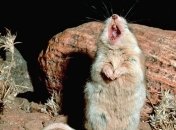 Биологи описали механизм "волчьего воя" хомяков