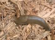 Слизням не место в огороде