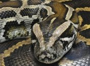 Питон проглотил женщину в Индонезии