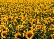 Аграриям определили условия получения права на компенсацию