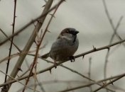 Погода в Украине на 19 ноября: На протяжении всего дня будет пасмурно