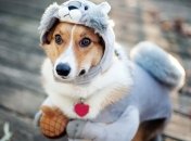 Какая собака, такой и хозяин