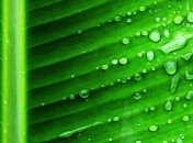 Кота Шредингера обнаружили внутри листьев растений 