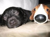 Лучшие друзья в одинаковых шапках (ФОТО)