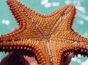 У морских звезд обнаружили неизвестную в мире животных способность