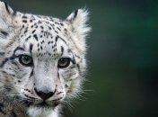 Ученым удалось получить снимки ирбиса