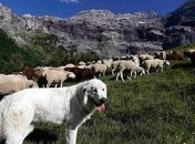 В чем секрет пастушьих собак?