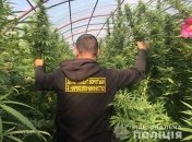 Под Кривым Рогом обнаружили теплицу, засаженную коноплей
