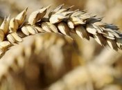 Крым завершил уборку ранних зерновых