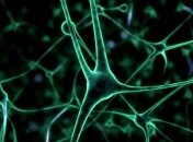 Ученым удалось вырастить человеческий мозг из кожи 