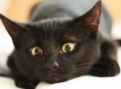 Выжил спустя две недели под завалами: из-под обломков рухнувшего в Маями здания извлекли живого кота (фото, видео)