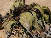 Самые удивительные растения планеты Земля (Фото)