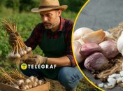 Часник потребує правильного зберігання