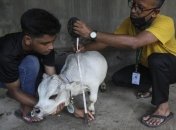 Самая низкая в мире корова умерла 19 августа