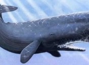 Ученые обнаружили новый вид кашалотов 