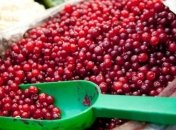 Клюква - ягода от простуды