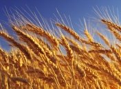 Неутешительные прогнозы по урожаю: засуха охватила четверть Украины 