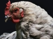 Украина войдет в топ-5 экспортеров курятины в мире: В США дали прогноз